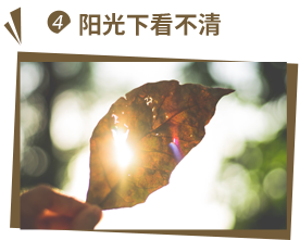 陽光下看不清
