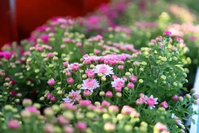 過敏性結(jié)膜炎